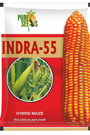 Indra-55 Maize
