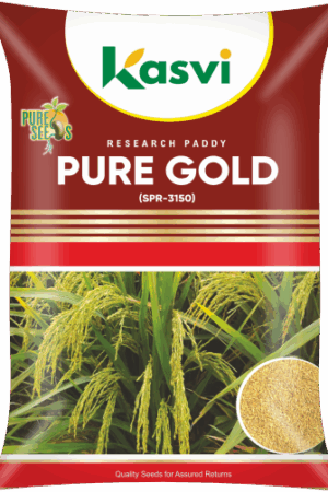 SPR 3150 (PURE GOLD)