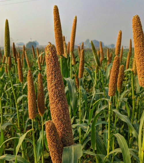 about-millet